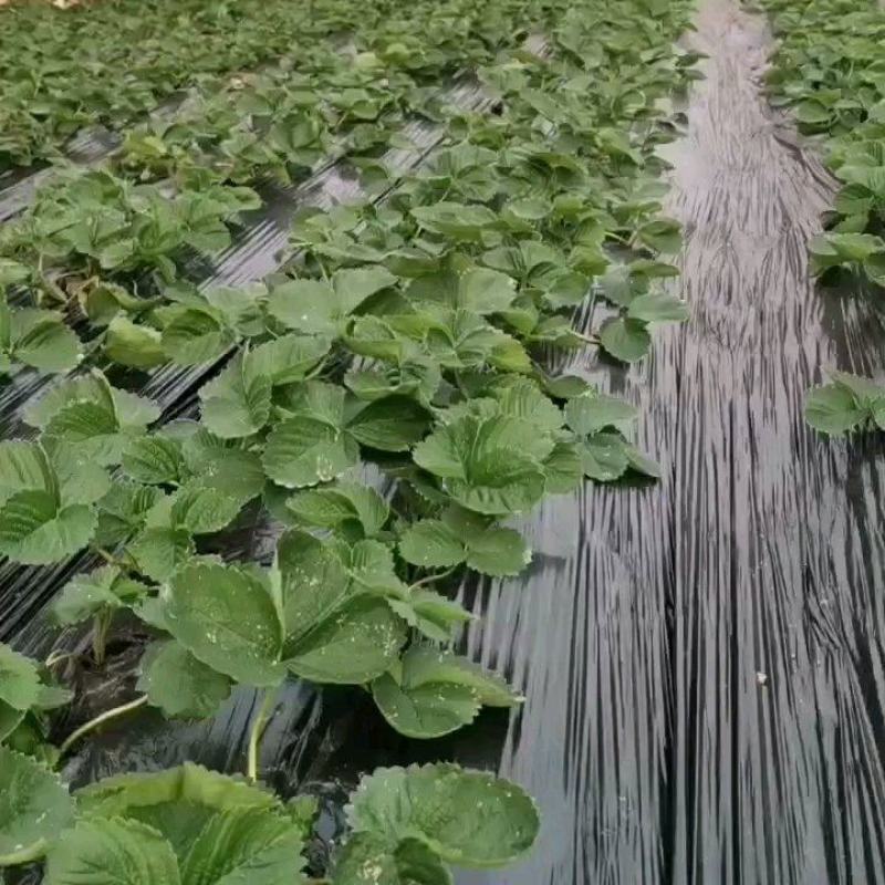 久香，天仙醉，香野草莓苗