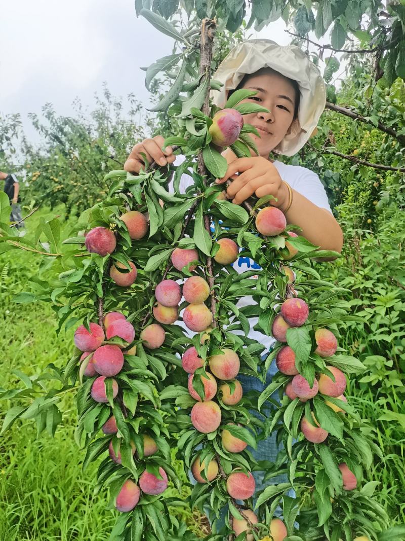 李子八宝丹