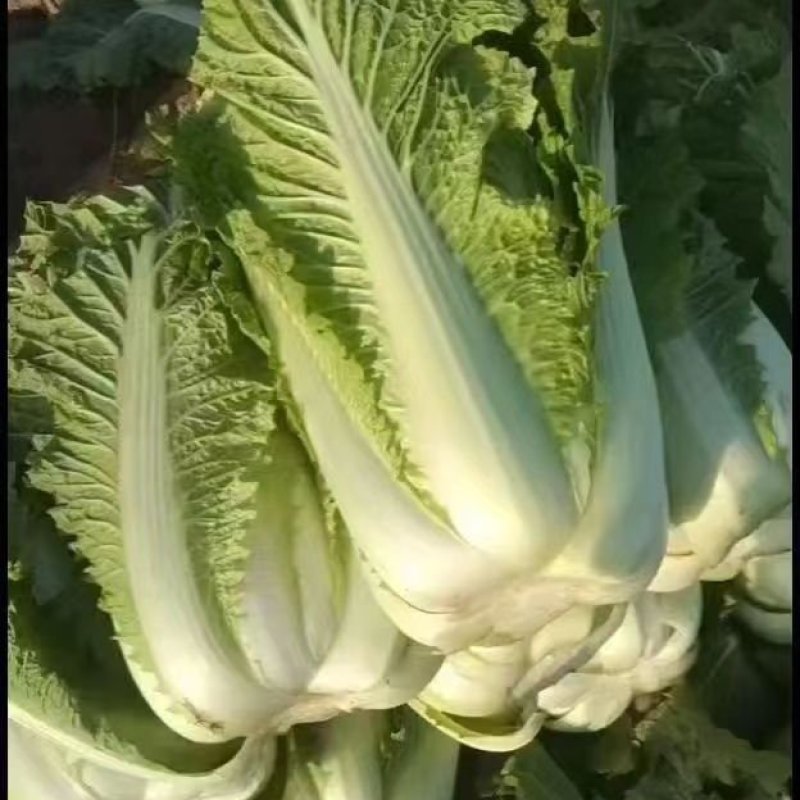 北京新三号大白菜