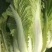 北京新三号大白菜