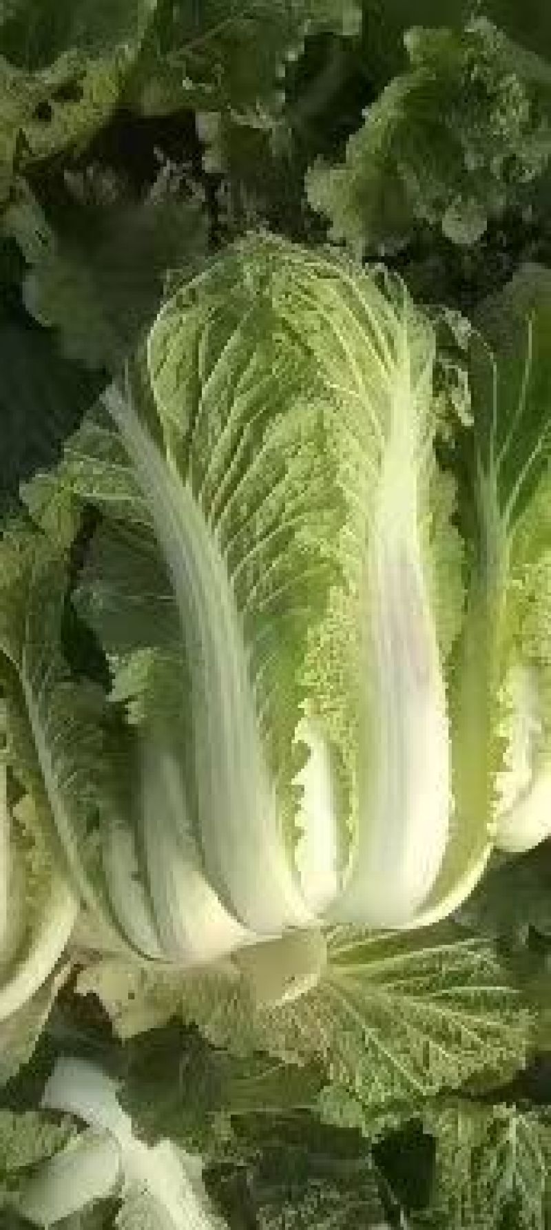 北京新三号大白菜