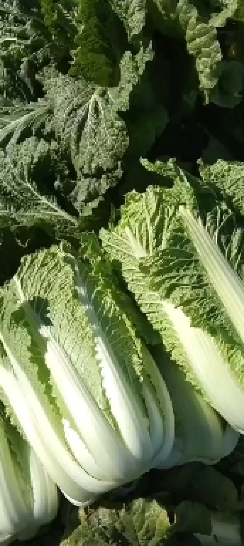 北京新三号大白菜