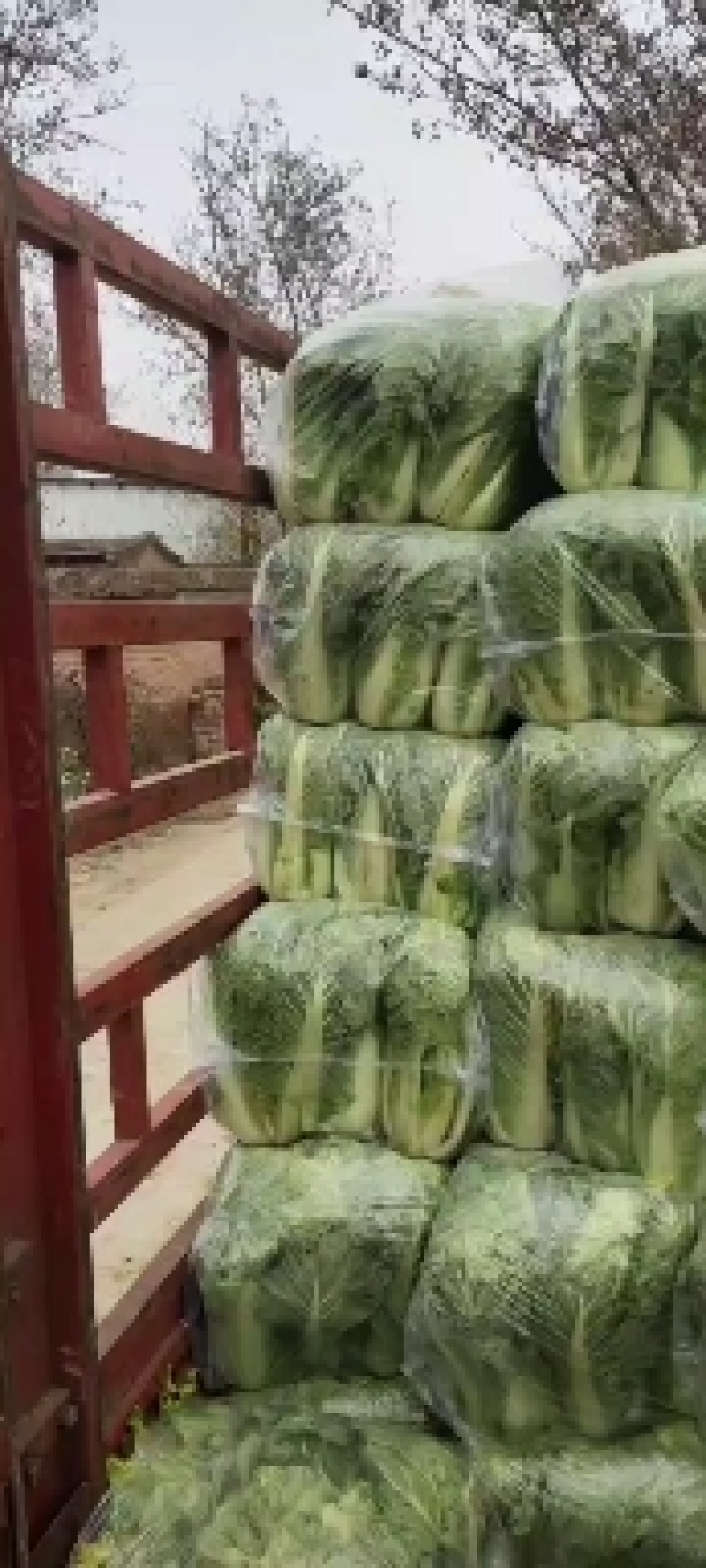 北京新三号大白菜