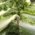 北京新三号大白菜
