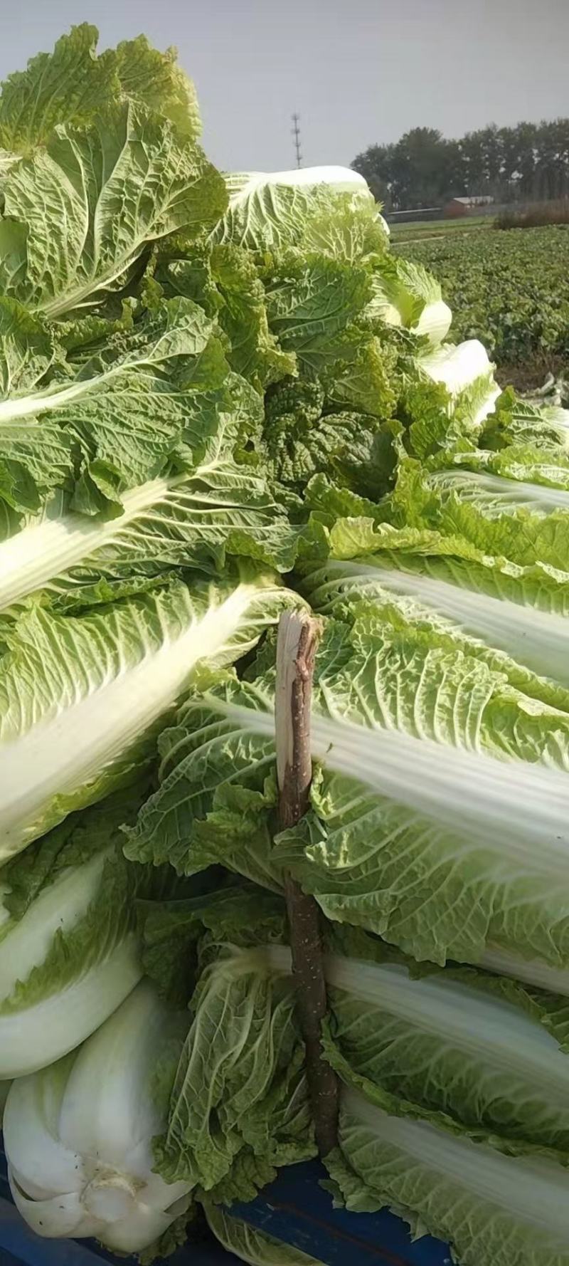 北京新三号大白菜