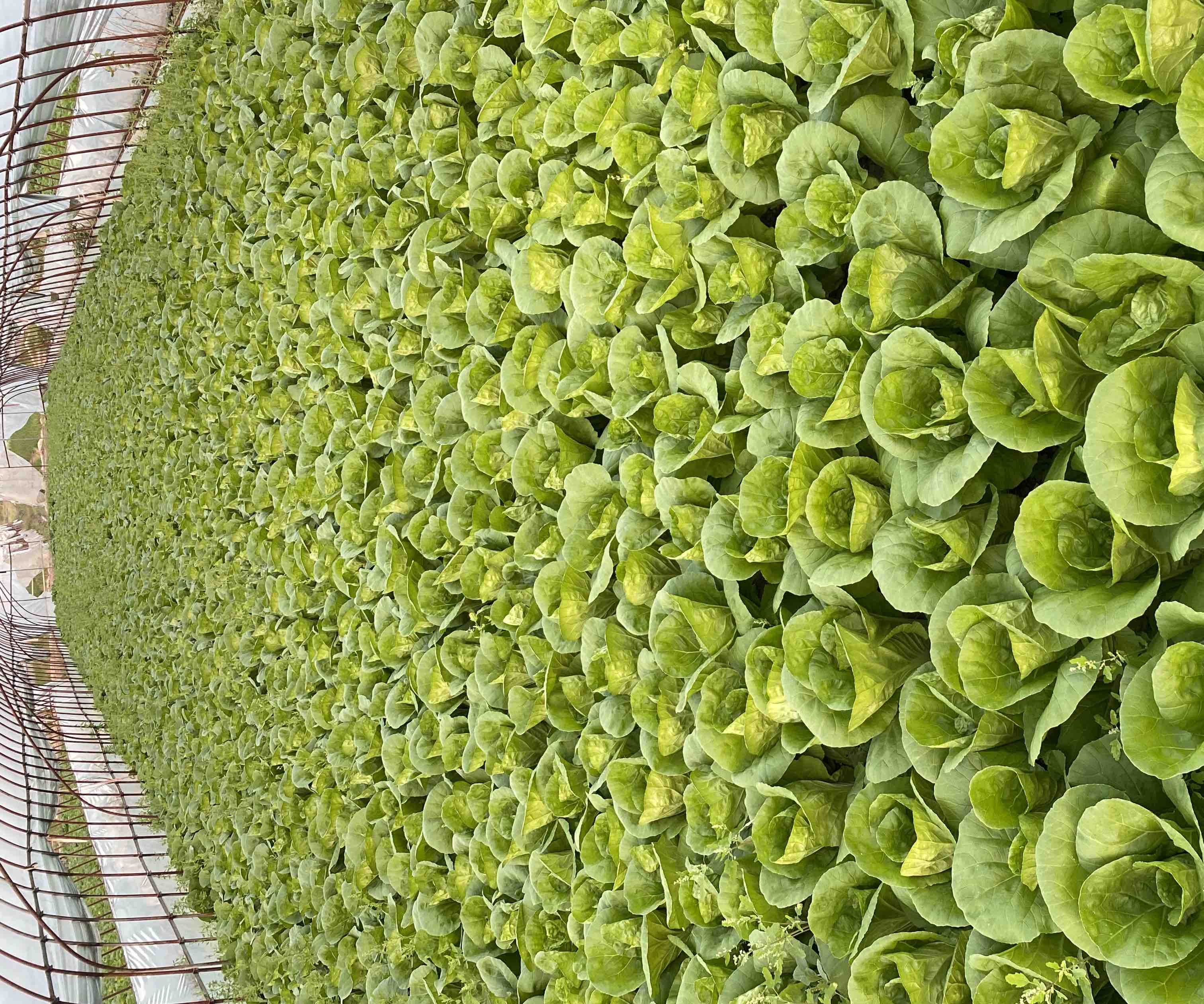 科普对比图:清晰展示三种常见‘白菜类’蔬菜的形态差异与植物学关系,含中文学名、拉丁学名及十字花科标识图标,背景为纯白实验室台面,突出科学性与教育性 娃娃菜与大白菜、小白菜对比图:三者并排摆放,左侧为紧实浅黄色娃娃菜球,中间为大型青白色大白菜球,右侧为散叶深绿色小白菜,下方标注拉丁学名与科属信息
