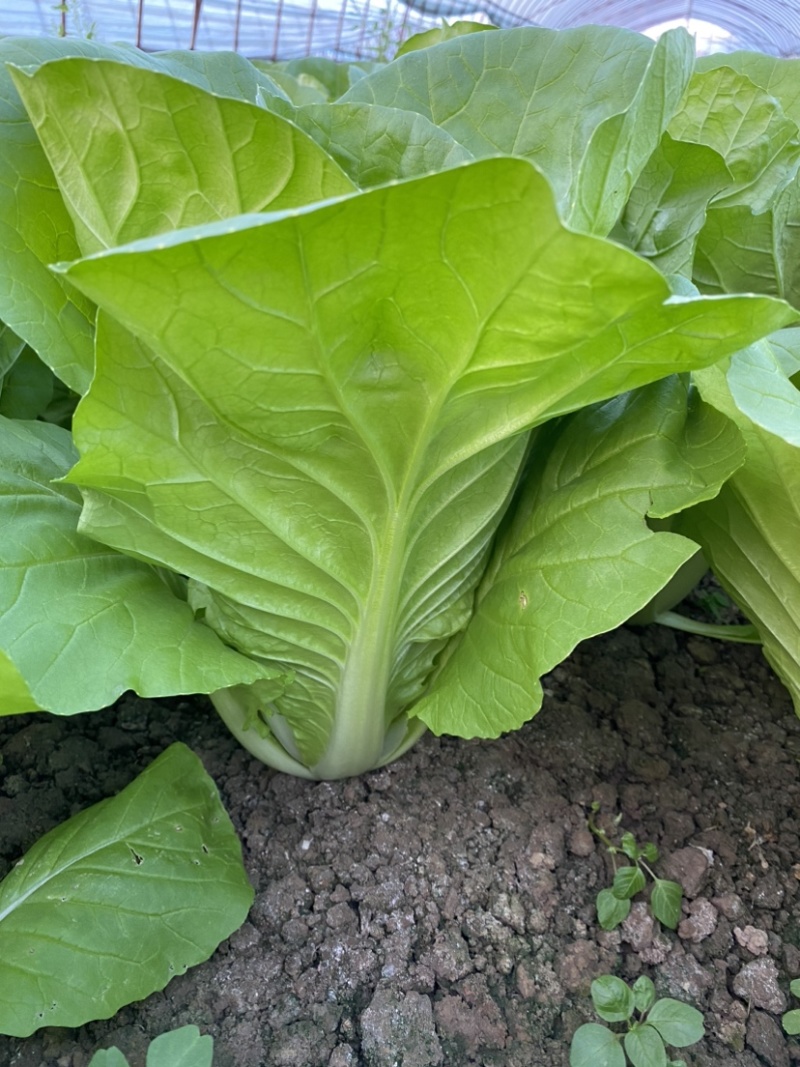 毛白菜杭白菜大量出售，日出万斤