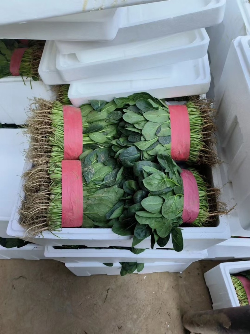 菠菜，精品大叶菠菜，基地直供，一手货源，价格便宜