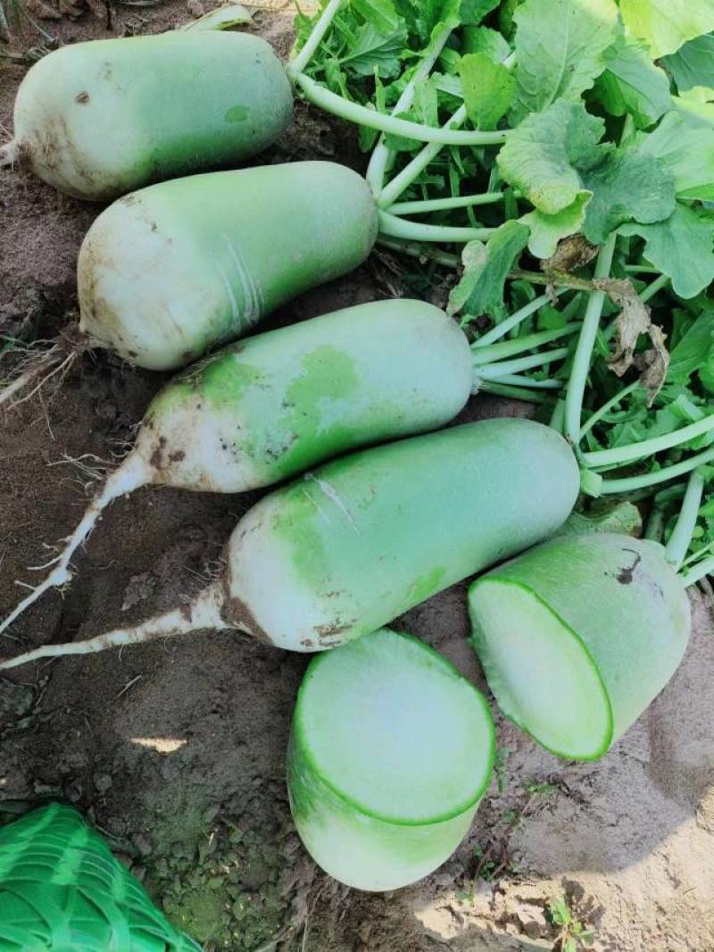 开封市通许县青皮萝卜产地直销青萝卜品质优等