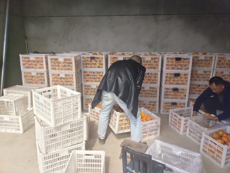 来自陕西省宝鸡市扶风县佛都圣地主产的阳丰甜柿子