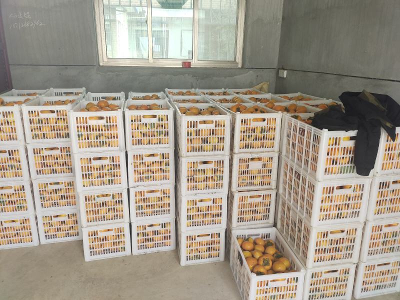 来自陕西省宝鸡市扶风县佛都圣地主产的阳丰甜柿子