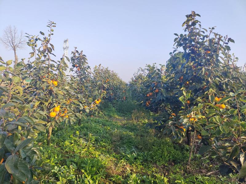 来自陕西省宝鸡市扶风县佛都圣地主产的阳丰甜柿子