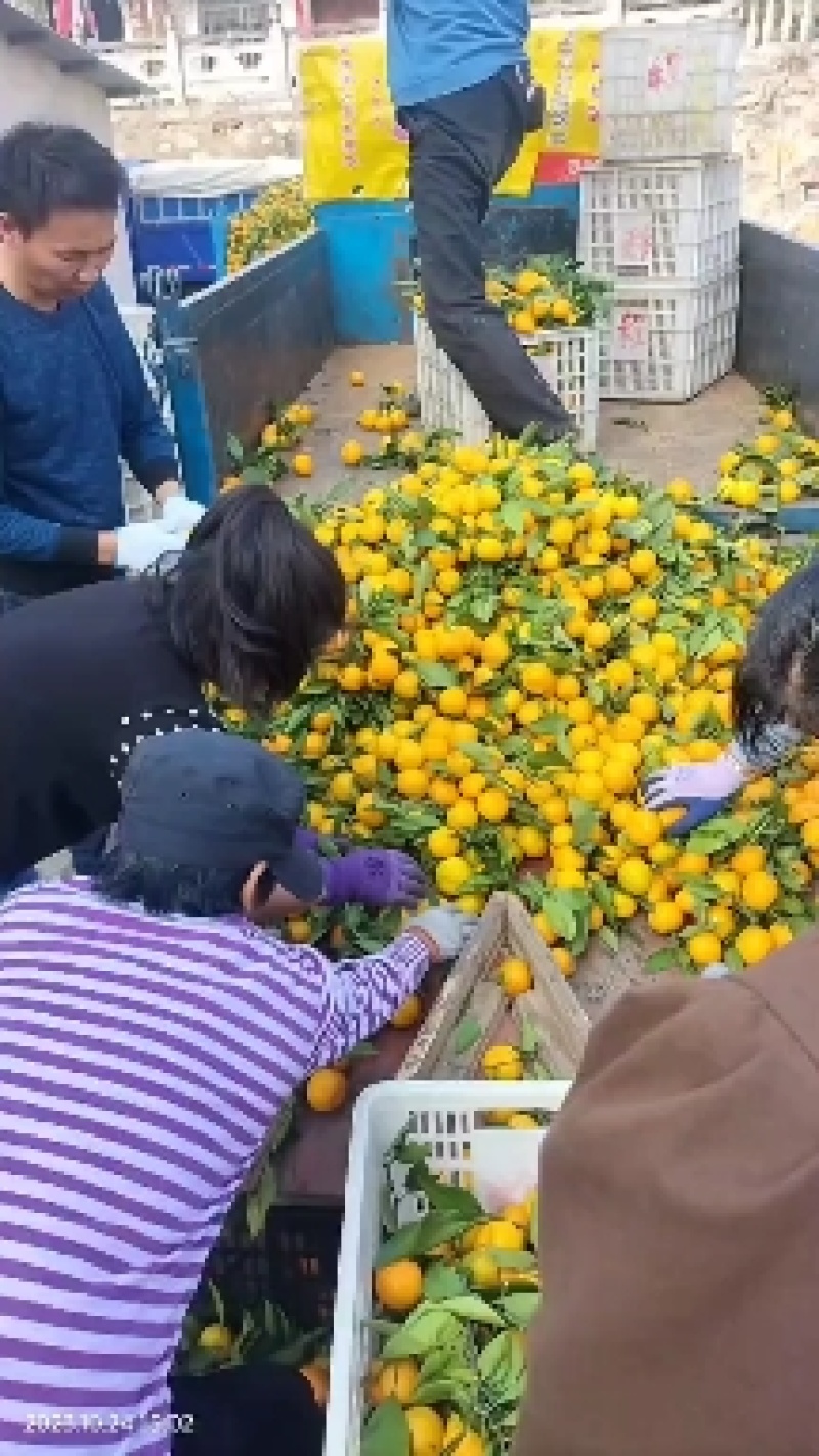 【预定中】蜜桔大量上市品质好果面净价格亲民欢迎客户前来订购！