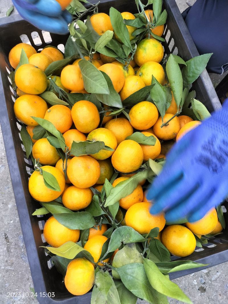 【预定中】蜜桔大量上市品质好果面净价格亲民欢迎客户前来订购！