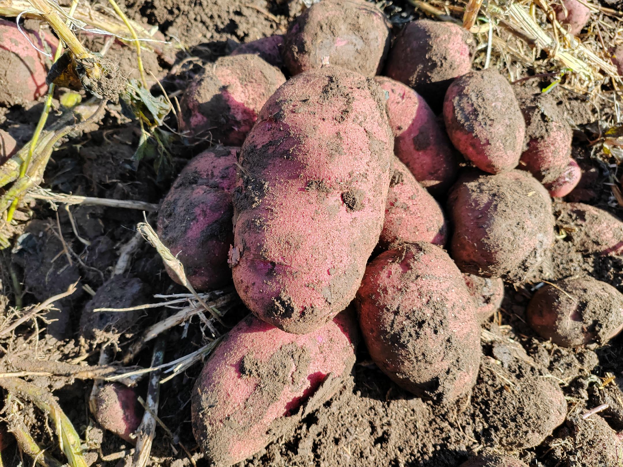 红薯收获现场,注意避免薯块损伤 红薯收获