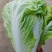 通许青皮萝卜，产地直发大量有货，货品质量优等