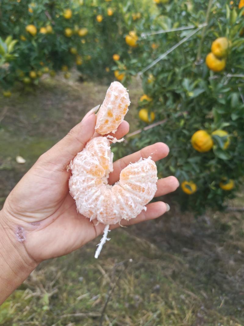云南玉溪元江碰柑开始上市发货了