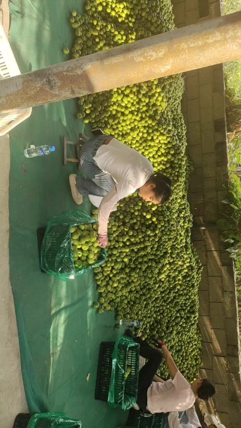 云南玉溪元江的青枣、天蜜枣开始大量上市了。需要的老板联系