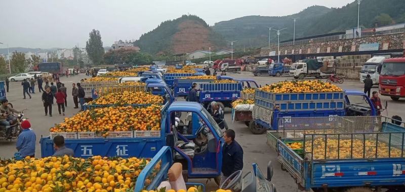 蜜桔