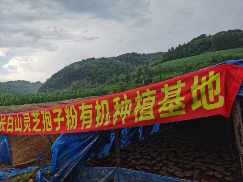 【有机灵芝孢子粉】长白山本地发货，头茬粉，普通粉尽有