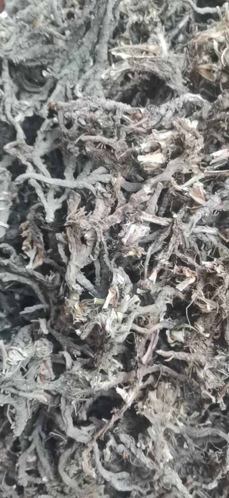 石菖蒲，正宗四川白芯石菖蒲，不是红心菖蒲，不掺水菖蒲