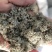 茵陈山东地产大量供应产地货源七彩百草中药材批发