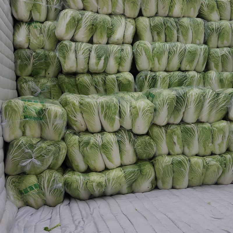 精品白菜，大量上市，万亩基地，实力代办，欢迎合作