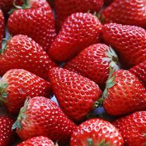 【草莓】安徽精选天仙醉草莓货源稳定量大从优价格详谈视频
