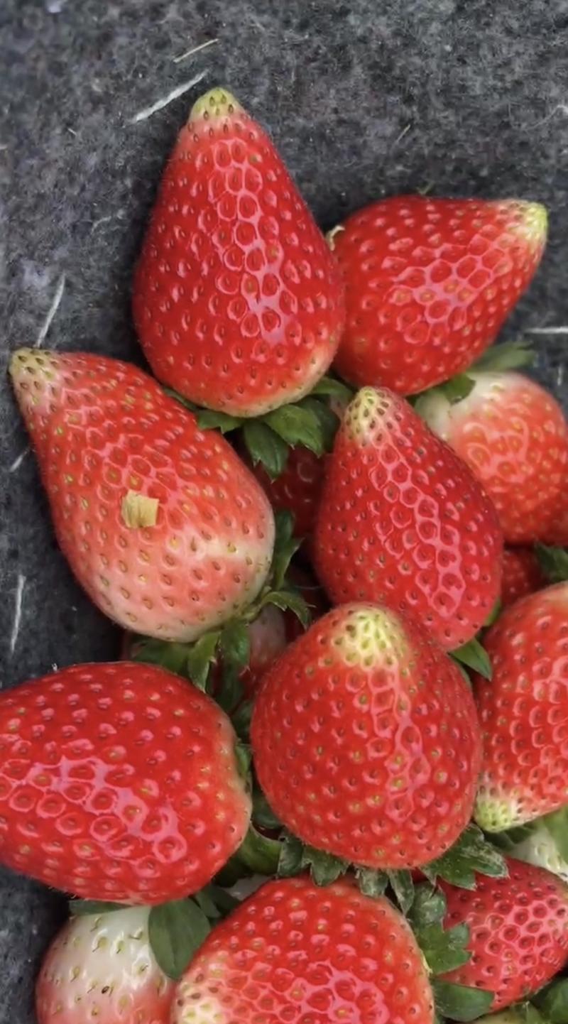 【精品】天仙醉草莓安徽发往全国一手货源量大从优有需致电详谈