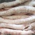 牛肺管