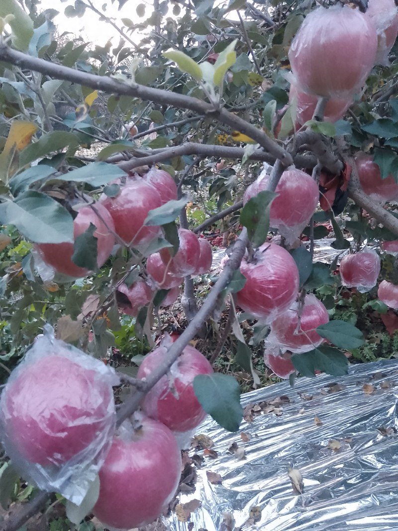 《畅销》山西运城冷库纸加膜红富士苹果产地直发专业代办