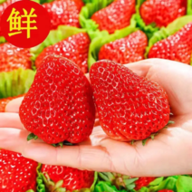 【推荐】安徽阜阳天仙醉草莓奶油草莓现货直发诚信经营