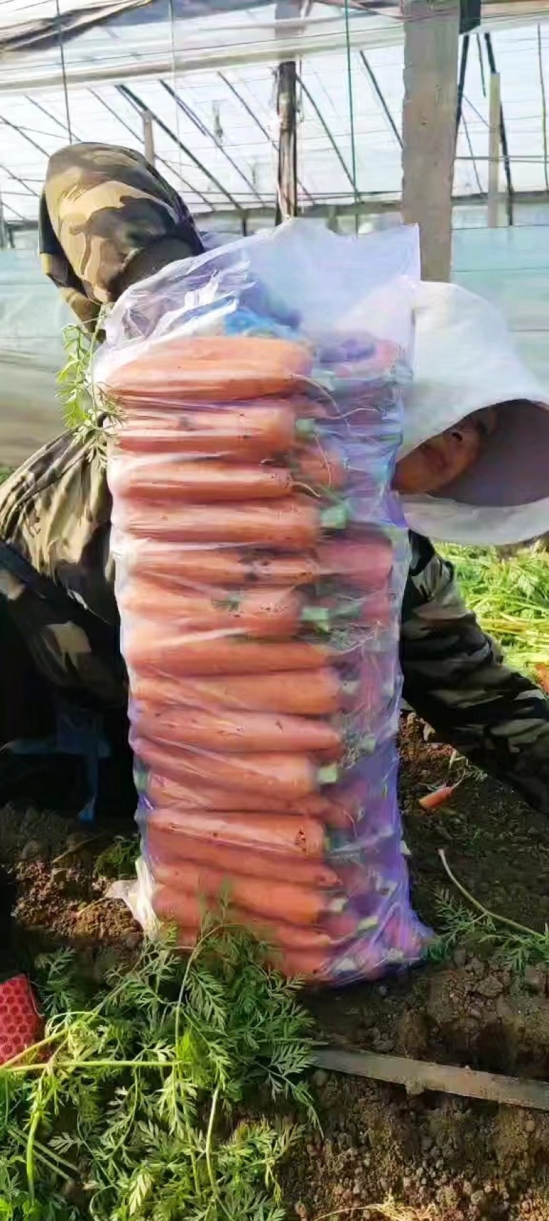 【胡萝卜】精品三红胡萝卜山东潍坊青州市大量供应现挖现发