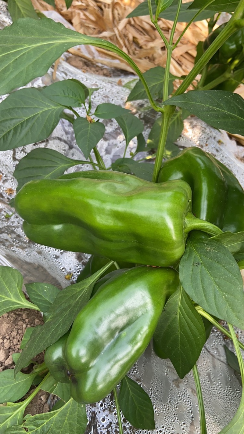 太空椒青椒奥黛丽产地直发万亩大棚蔬菜发往全国各地