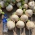 四川简阳的圆白萝卜，川萝1号。泥货出货，无虫，无斑