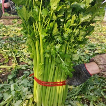 【实力】山东西芹产地直发量大从优可供商超市场批发