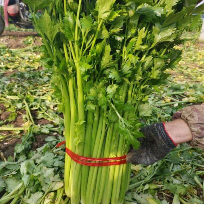 【实力】山东西芹产地直发量大从优可供商超市场批发