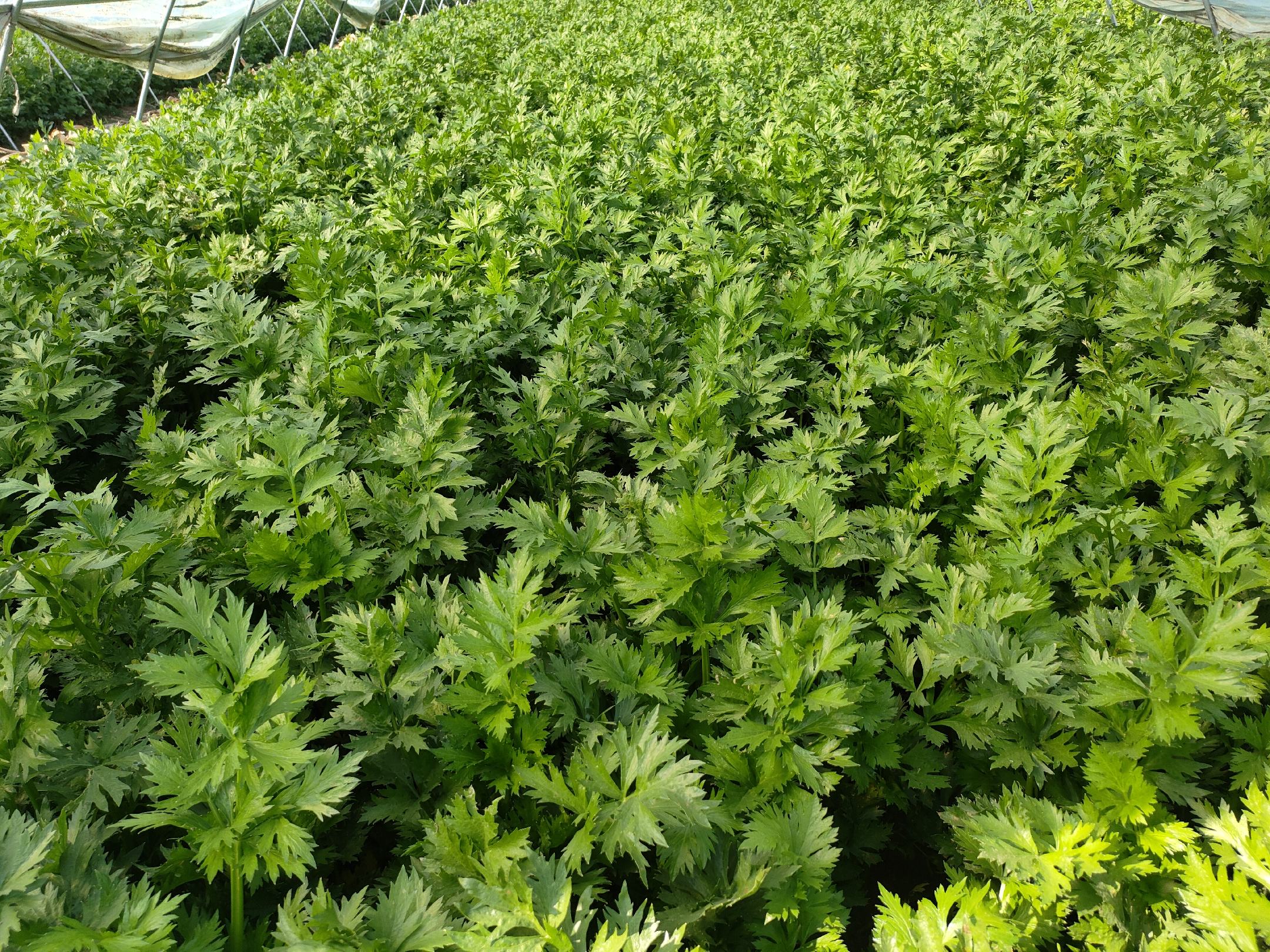 摩西香芹种植基地