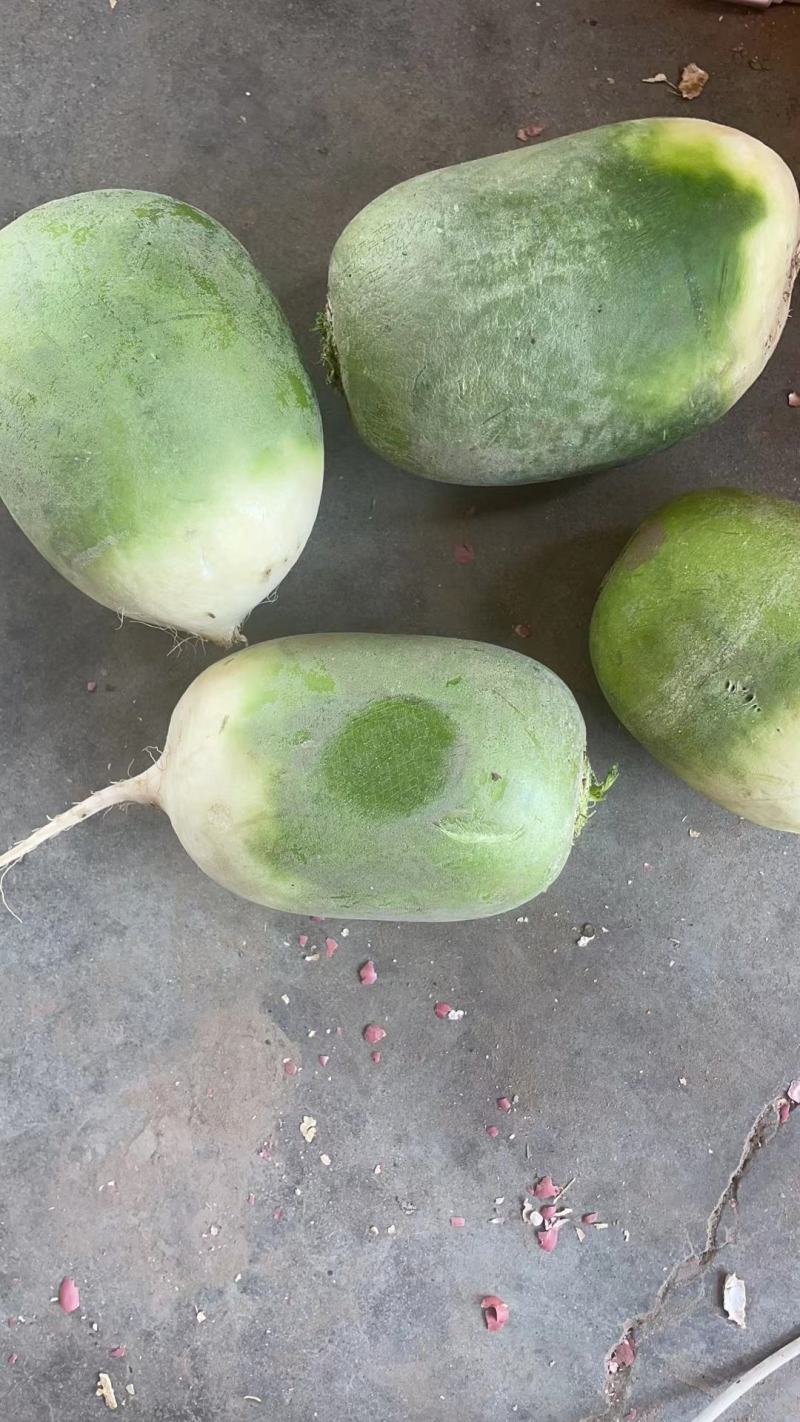青萝卜