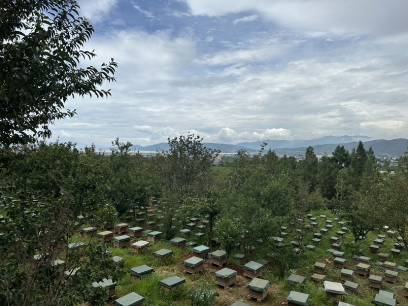 云南玉溪市江川区蜂巢蜜，蜂厂直供，不加水，没有中间商。