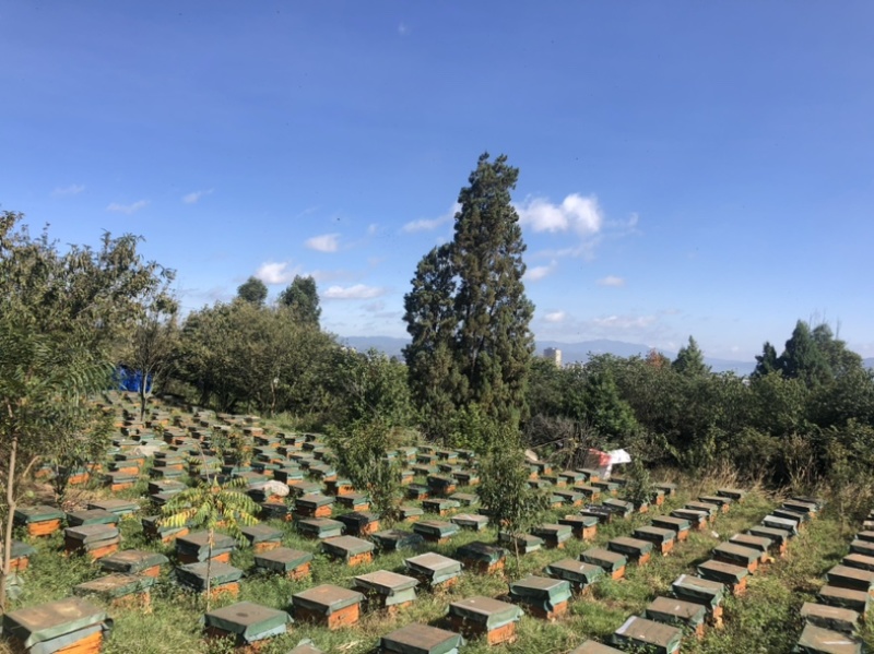 云南玉溪市江川区蜂巢蜜，蜂厂直供，不加水，没有中间商。