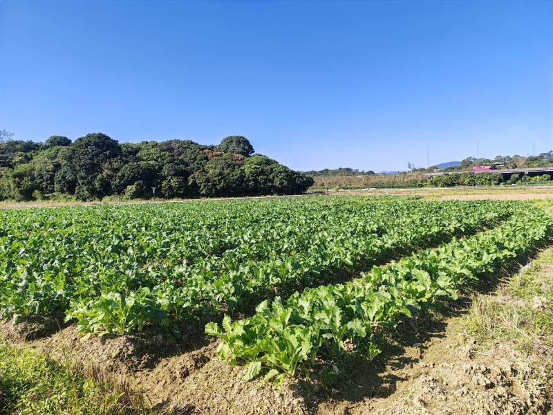 增城迟菜心，农场一手种植