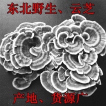 东北野生特产云芝野生真菌云芝云芝蘑整枝灵芝杂色云