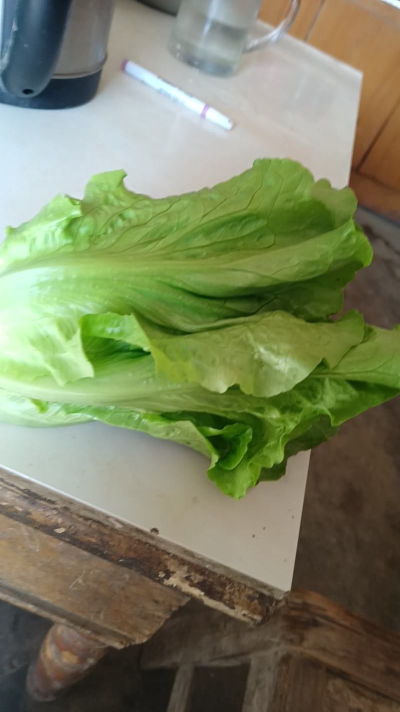 【意大利生菜】河南南阳全国接单实地看货订货视频看货运费低车多