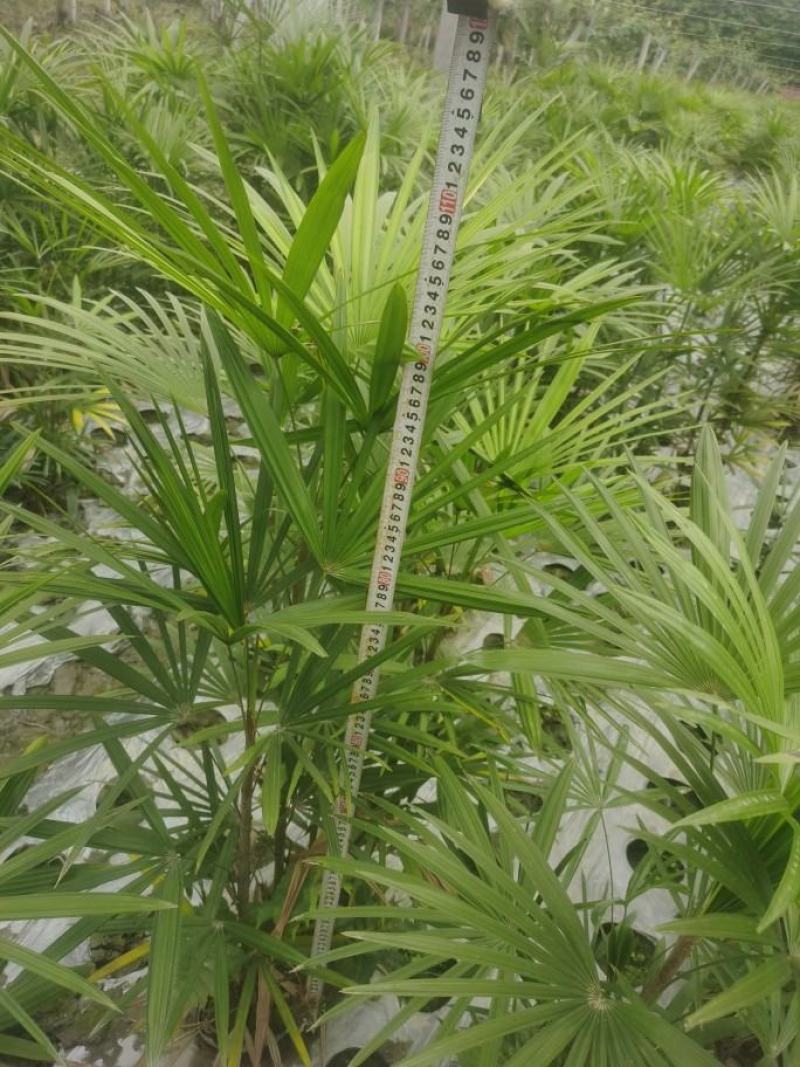 棕竹，细叶棕竹，2-15苗都有，大小杯苗都有，需要联系