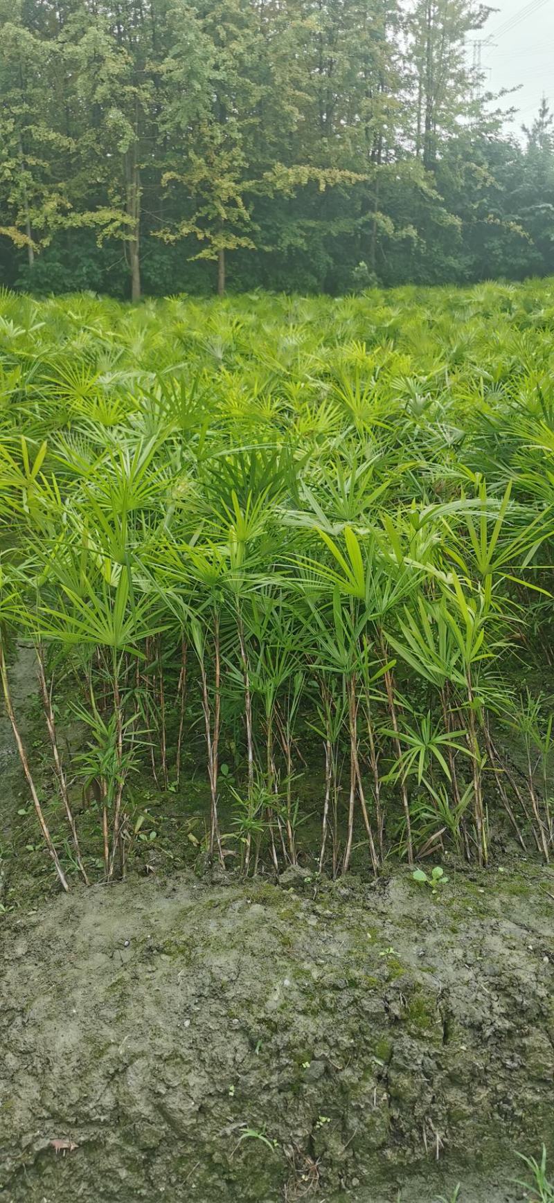 棕竹，细叶棕竹，2-15苗都有，大小杯苗都有，需要联系