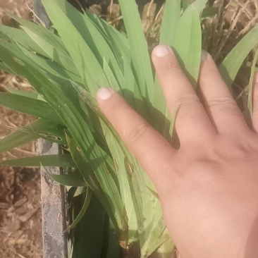 射干秧苗，夏播射干苗子