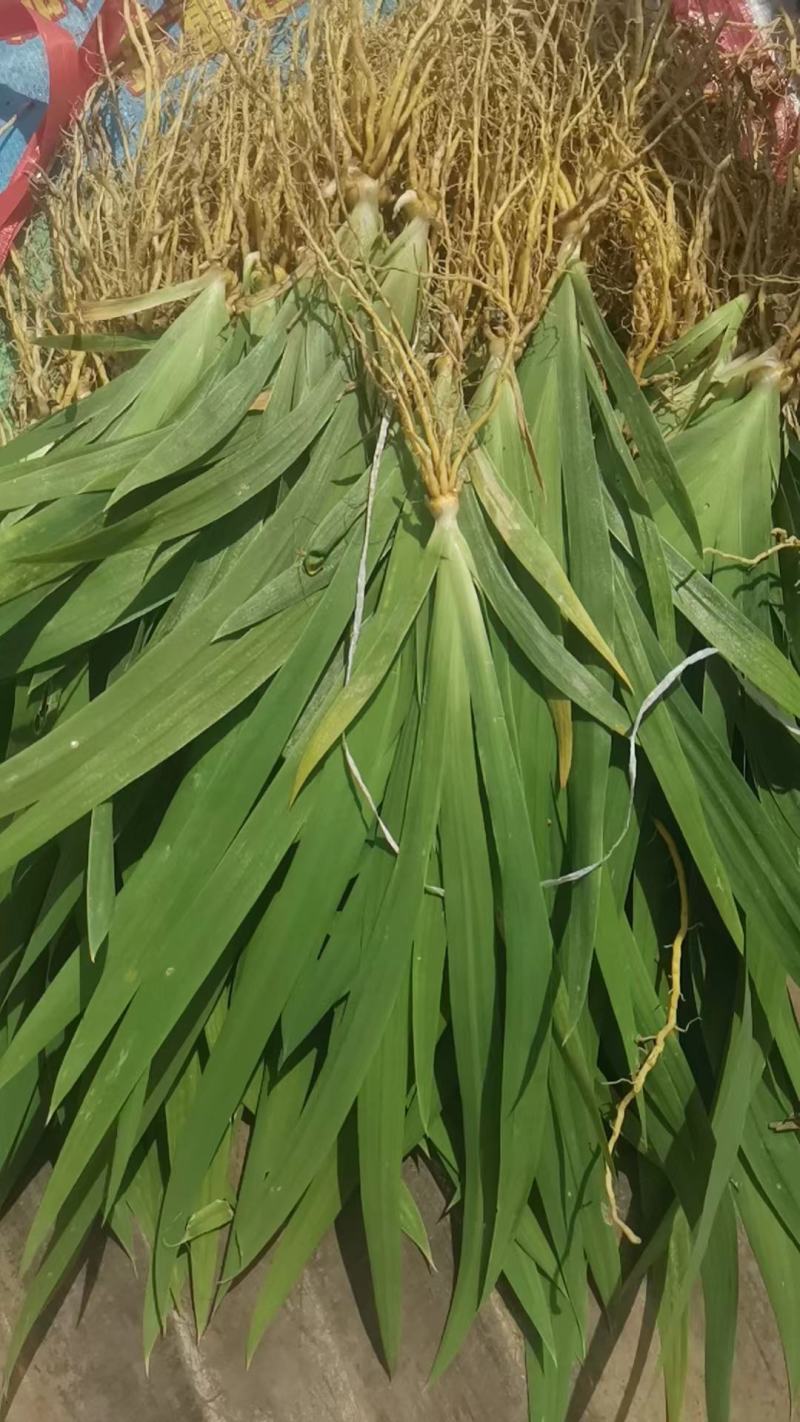 射干秧苗，夏播射干苗子