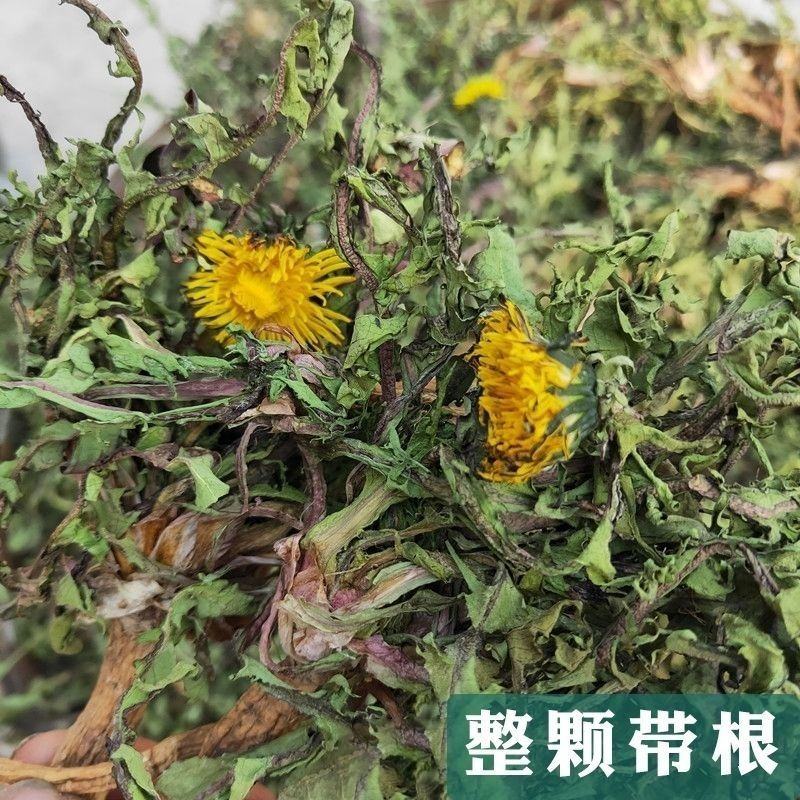 新货野生蒲公英天然整棵带根干的特级蒲公英茶婆婆丁