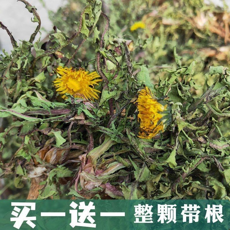 新货野生蒲公英天然整棵带根干的特级蒲公英茶婆婆丁